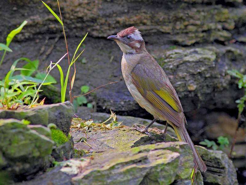 中國野生鳥類領雀嘴鵯圖片