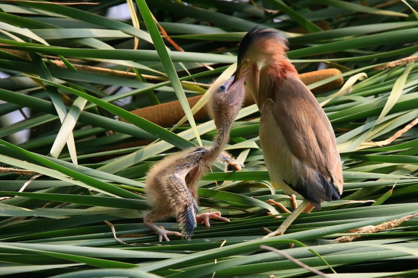 黄苇鳽喂食图片