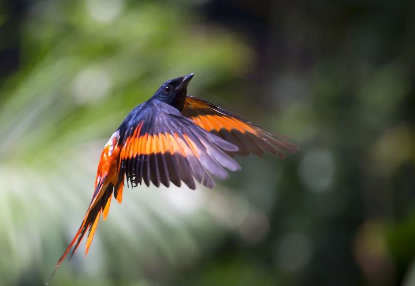 紅山椒鳥圖片