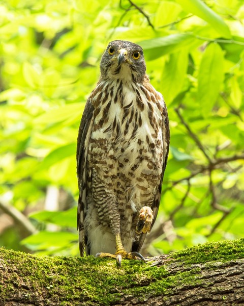 鳳頭鷹圖片