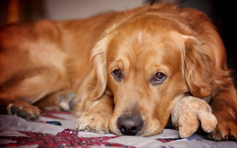 网友提供海量金毛犬图片