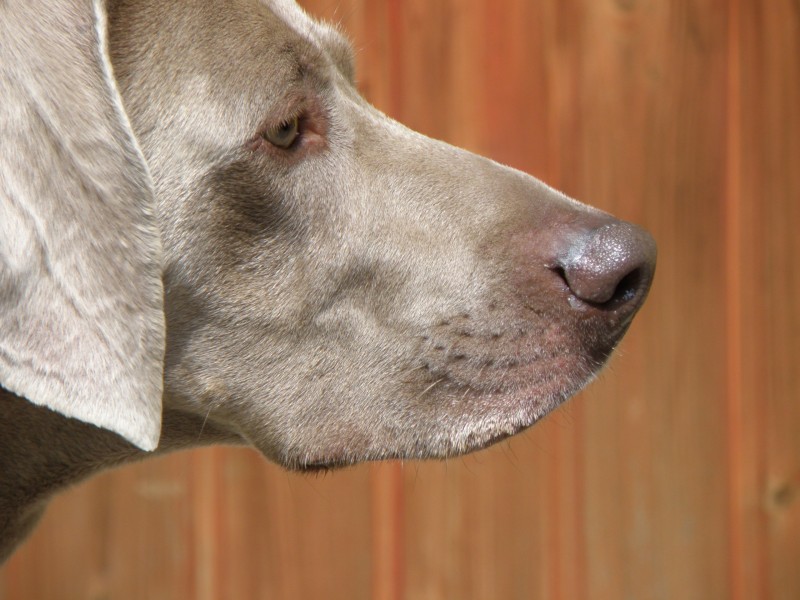 形態(tài)優(yōu)雅的威瑪獵犬圖片