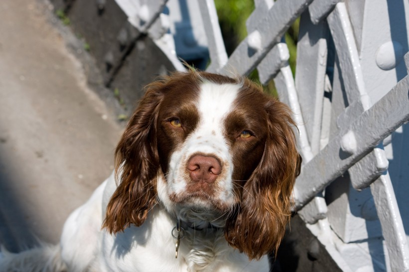 英国跳猎犬图片