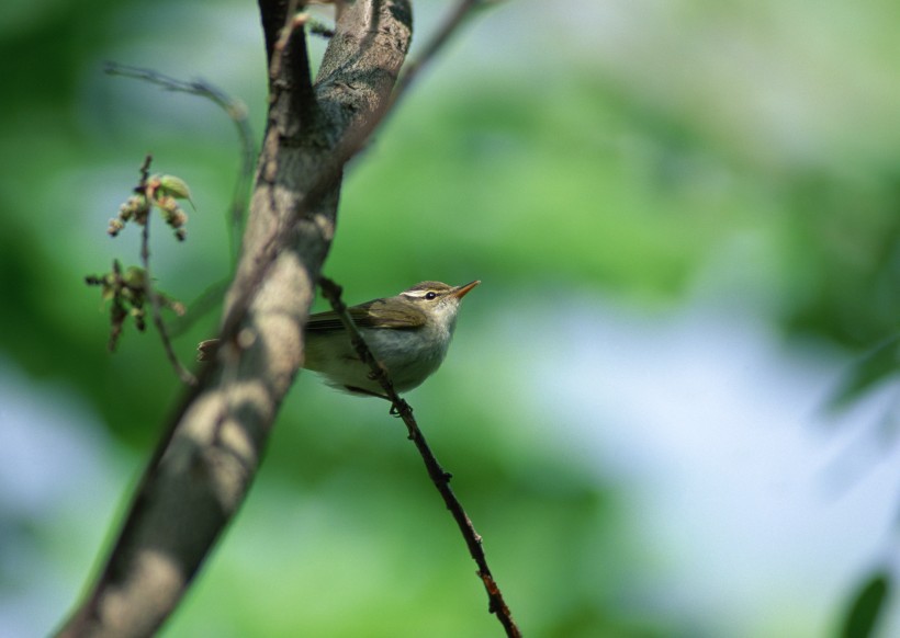 夏季樹枝上的鳥圖片