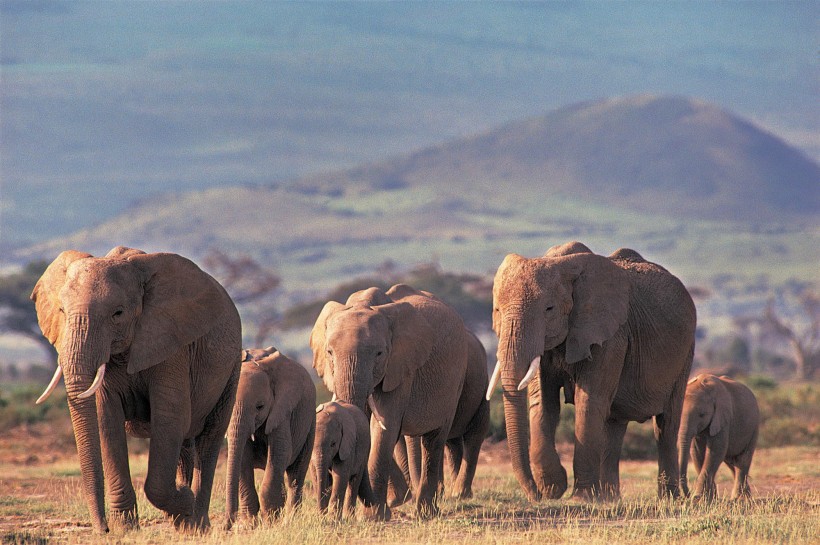 温馨大象家庭图片