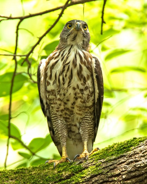 鳳頭鷹圖片