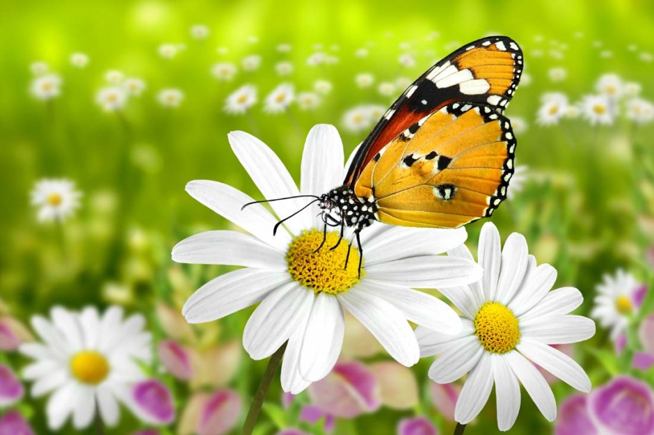 花朵上的蝴蝶高清摄影图片