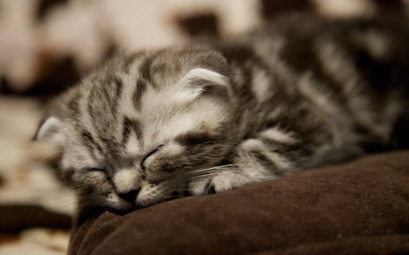 超萌猫咪图片 逗趣的苏格兰折耳猫