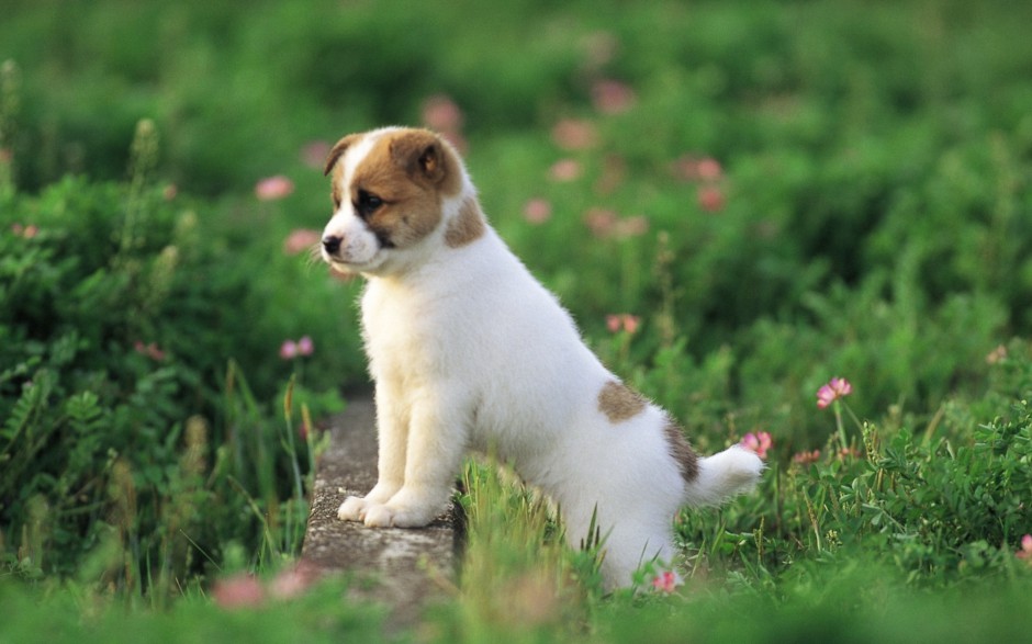 宠物狗狗澳洲牧牛犬图片集锦