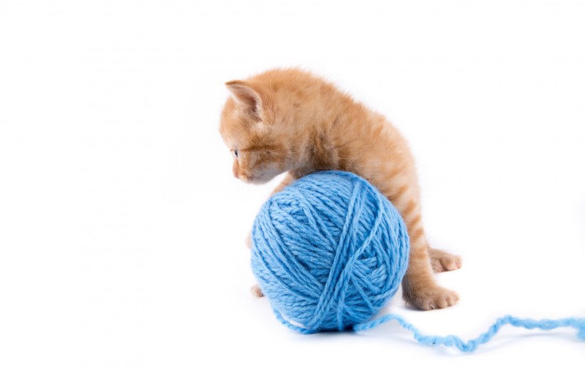 玩毛线团的猫咪图片