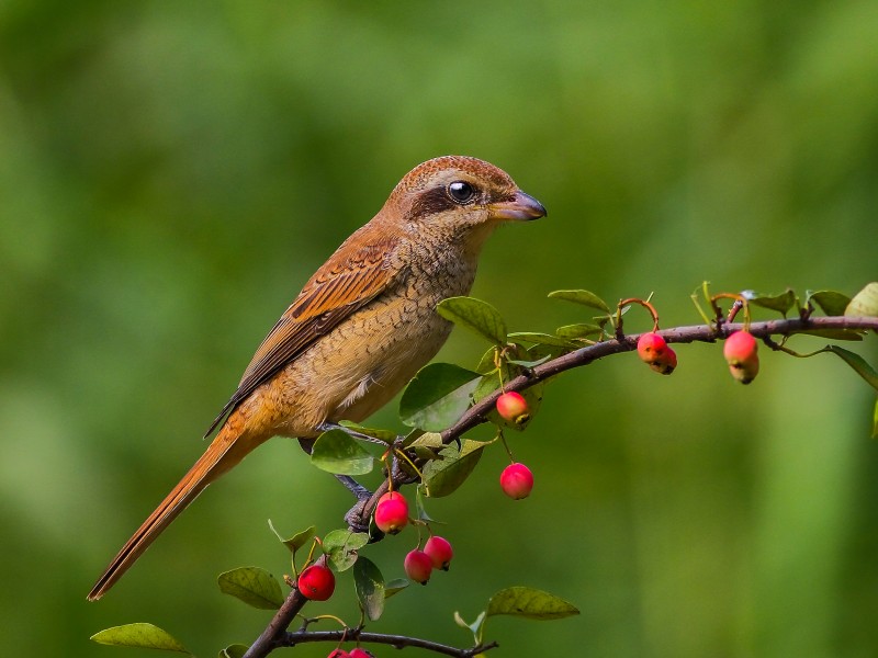 紅尾伯勞鳥(niǎo)圖片