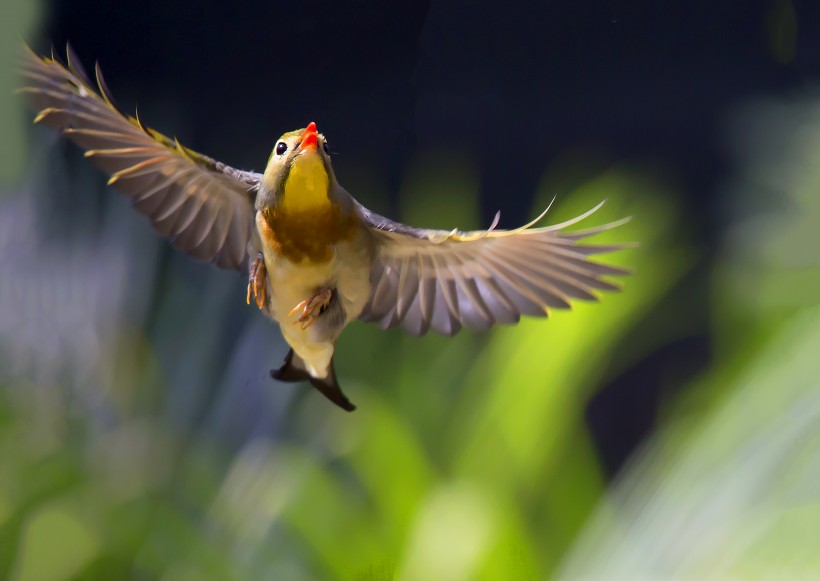 相思鳥圖片