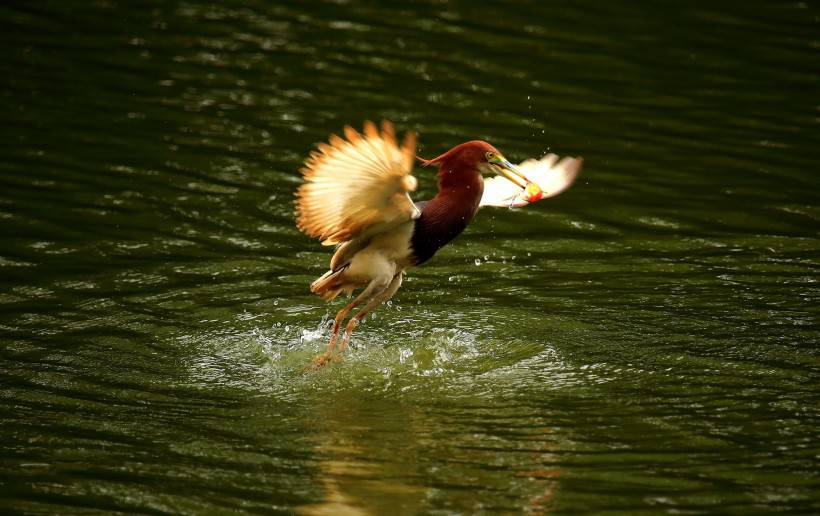 中國鳥類動物池鷺攝影圖片