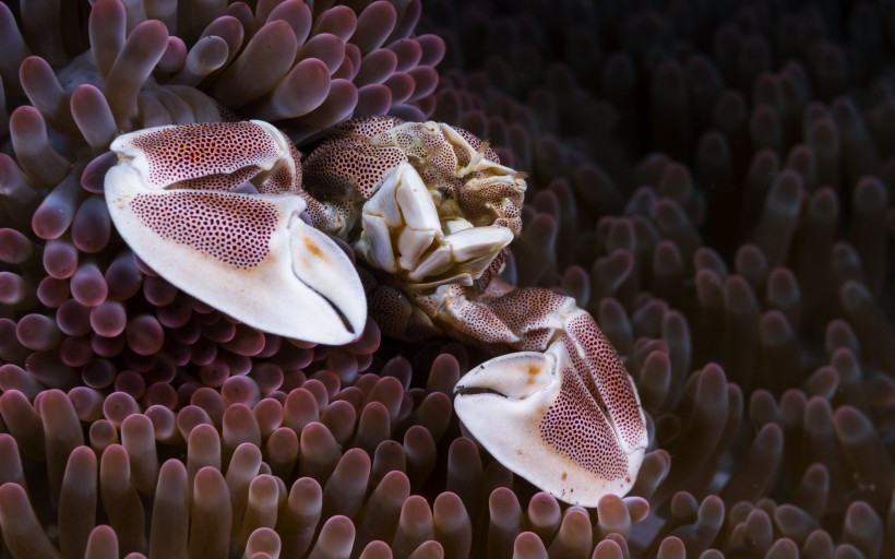 奇妙的海底生物圖片