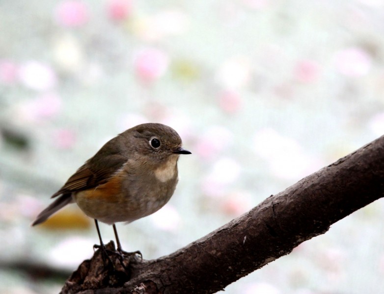 紅脅藍(lán)尾鴝圖片