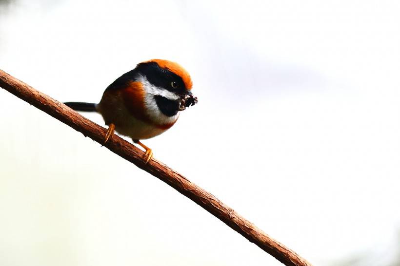 常見野生鳥類圖片活潑覓食的山雀特寫