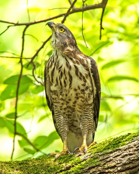 鳳頭鷹圖片