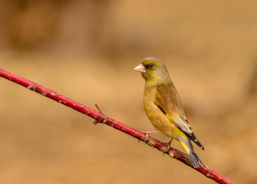 金翅雀鳥類圖片