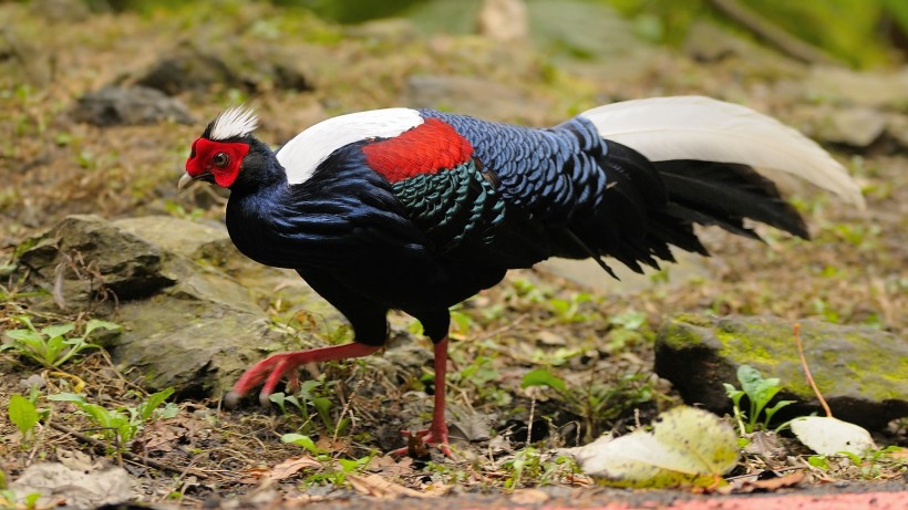 藍鷴鳥類圖片