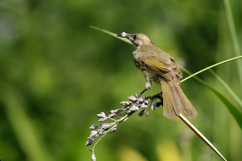 白頭鵯鳥類圖片