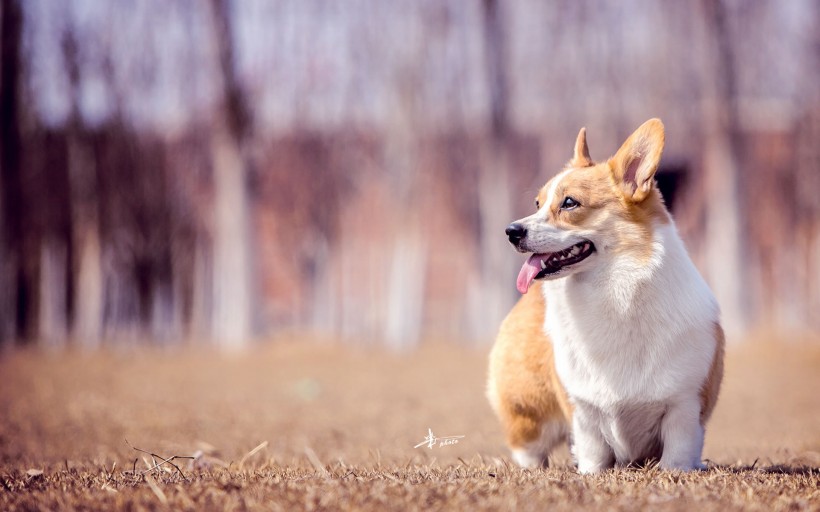 呆萌的柯基犬图片