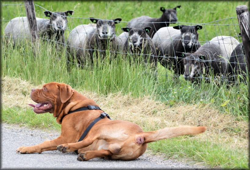 看守羊群的波爾多犬圖片