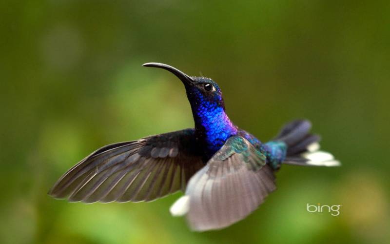 動(dòng)物世界鳥類全集 有愛的翠鳥哺乳圖片