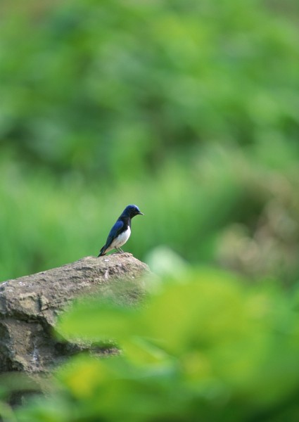 夏季樹枝上的鳥圖片