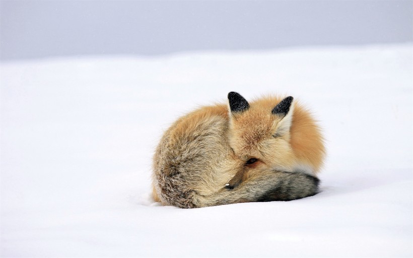 遥望远方的狐狸图片