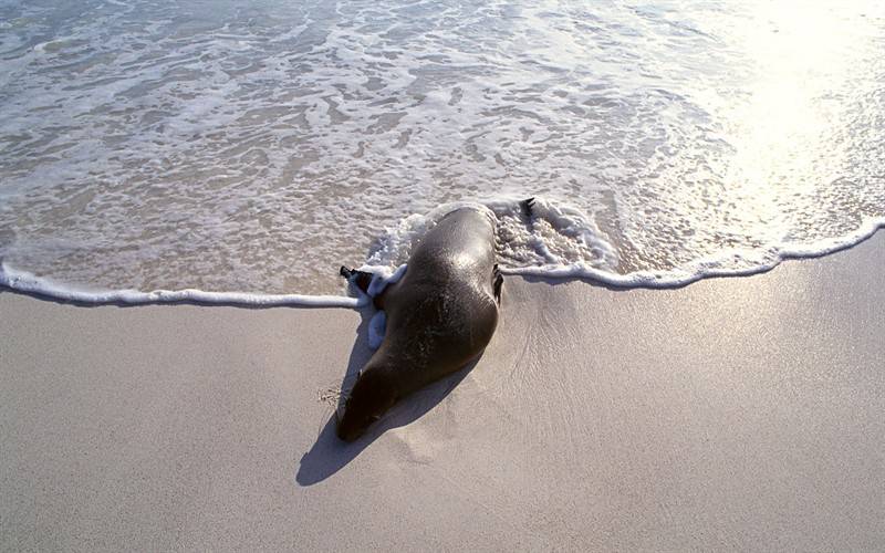 極地野生海獅海豹?jiǎng)游飯D片