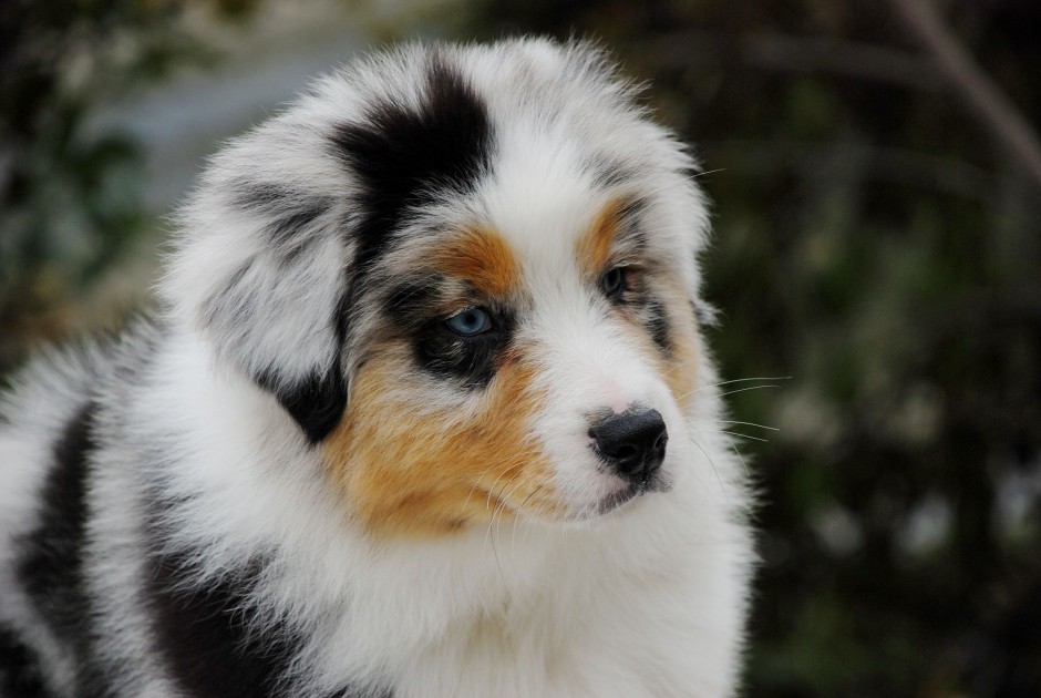 澳洲牧羊犬耍宝卖萌高清图片