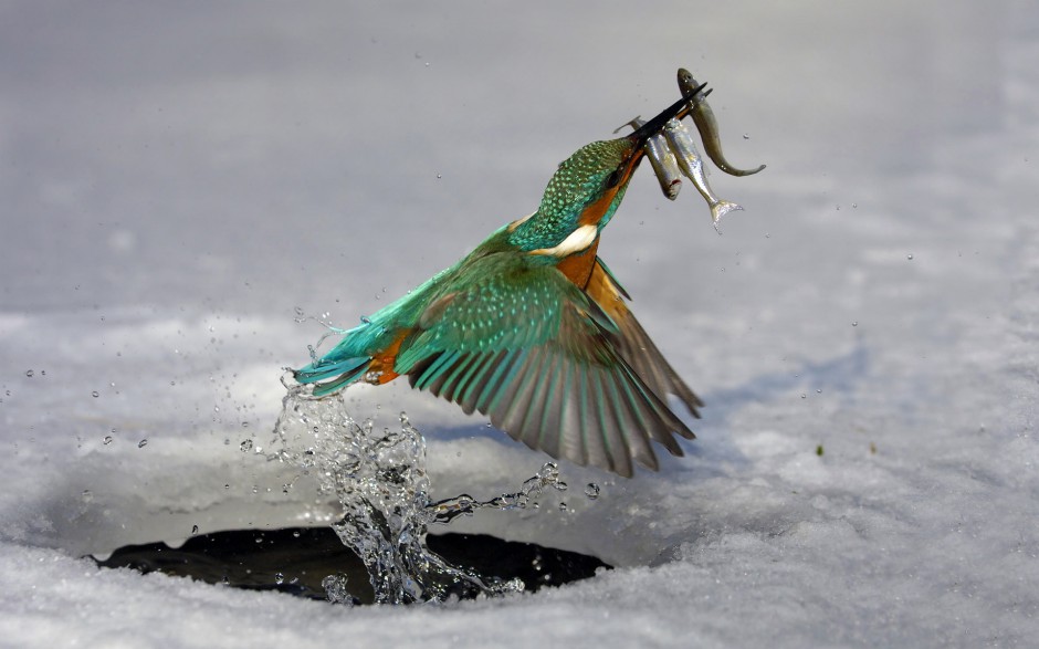 藍(lán)翡翠鳥池塘捕食圖片特寫