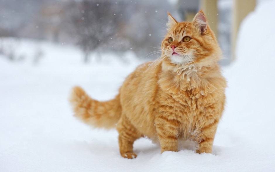 雪地玩耍的英短猫咪图片壁纸