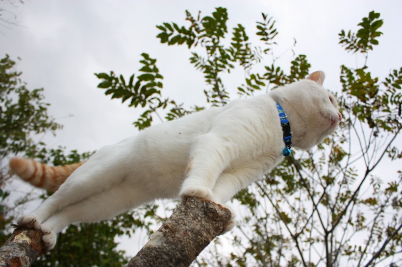 超级憨态可爱的猫叔图片 第二辑