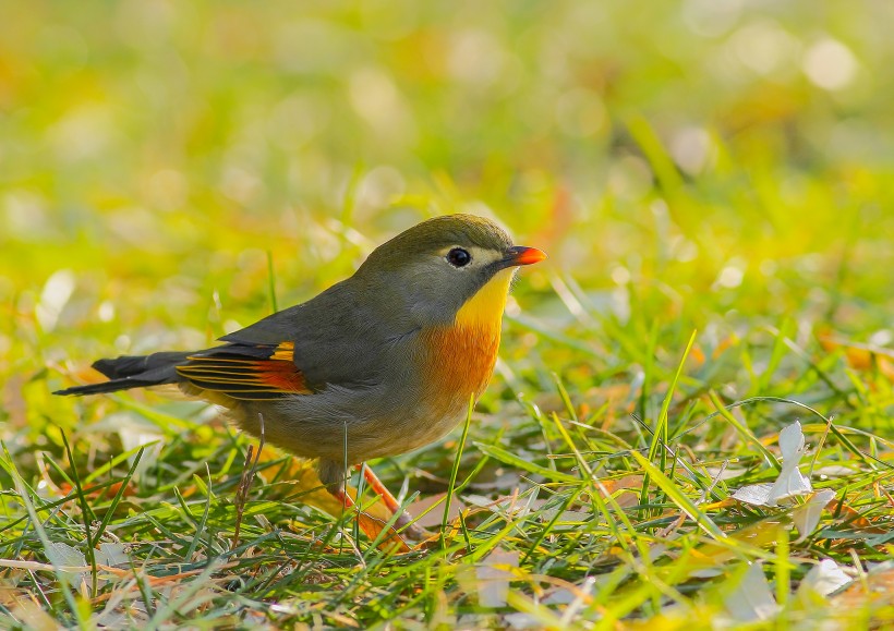 紅嘴相思鳥圖片