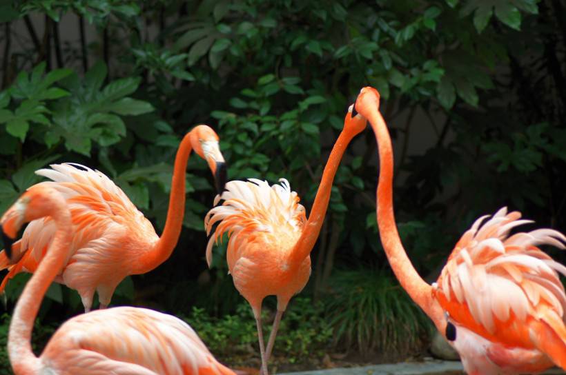 野生動(dòng)物園粉紅色的火烈鳥圖片特寫