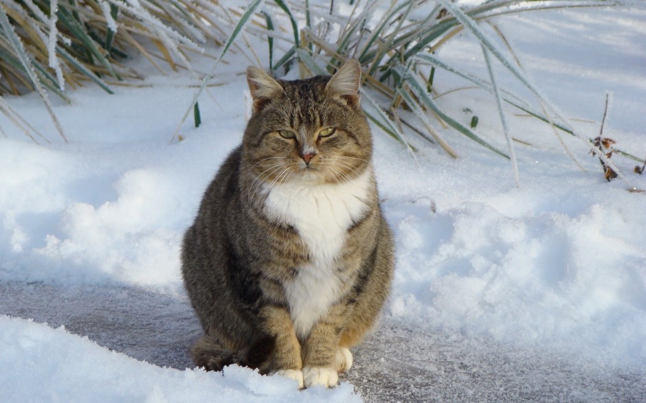 雪地玩耍的英短猫咪图片壁纸