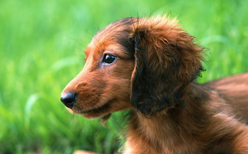 调皮可爱的腊肠犬高清图片