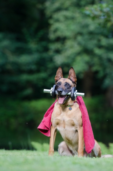 大型比利时玛利诺犬图片