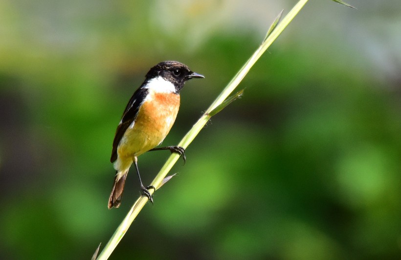 黑喉石鵖鳥類圖片