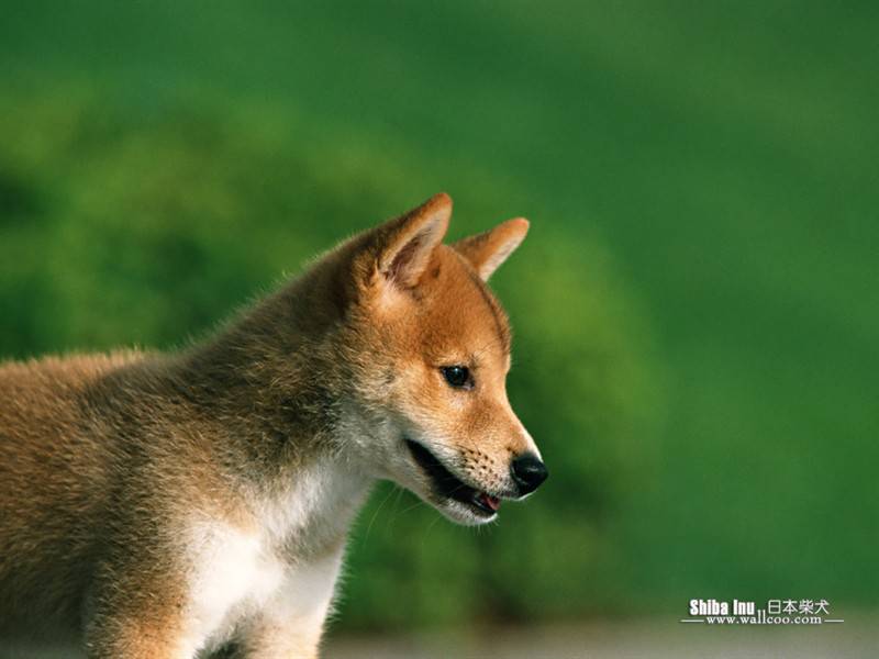 日本柴犬田园玩耍可爱抓拍