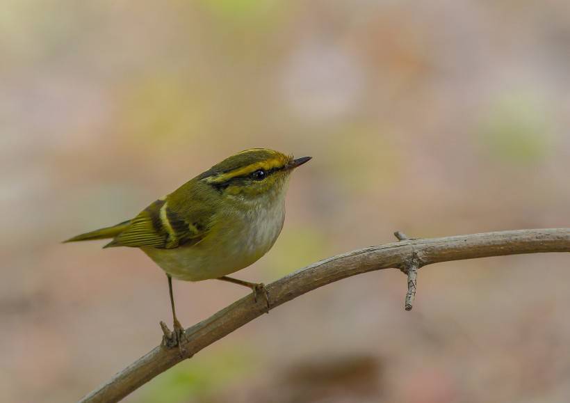 野生鳥類柳鶯圖片大全