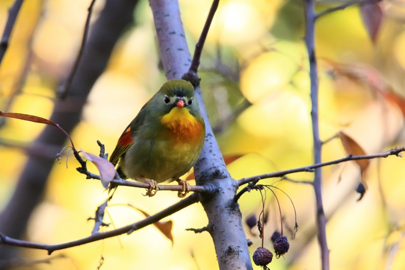 紅嘴相思鳥圖片