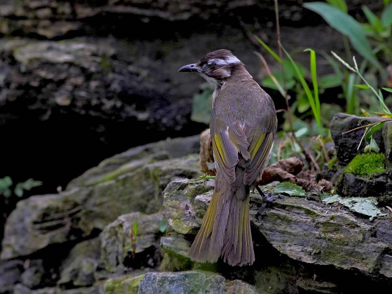 中國野生鳥類領(lǐng)雀嘴鵯圖片