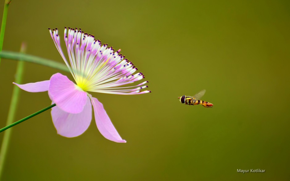 春天蜜蜂与花风景桌面壁纸