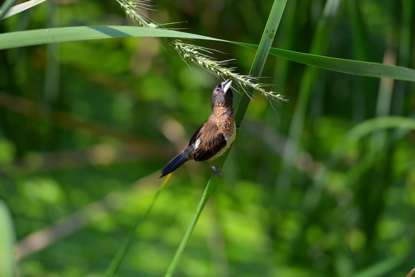 紋鳥圖片