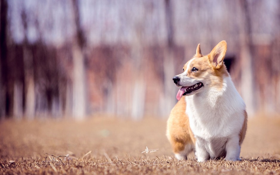 呆萌短小柯基犬美寵欣賞