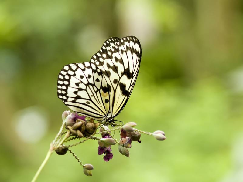 美丽的花蝴蝶高清动物图片