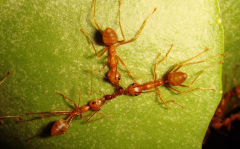 可爱蚂蚁图片