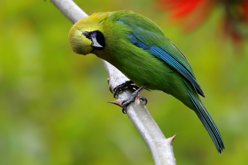 藍(lán)翅葉鵯鳥類圖片